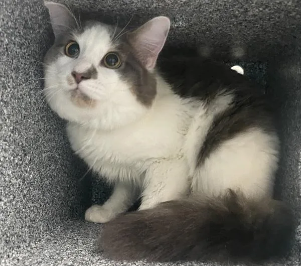 An adult medium-sized male Domestic Short Hair cat named Puntu for adoption in Ridgewood, NY