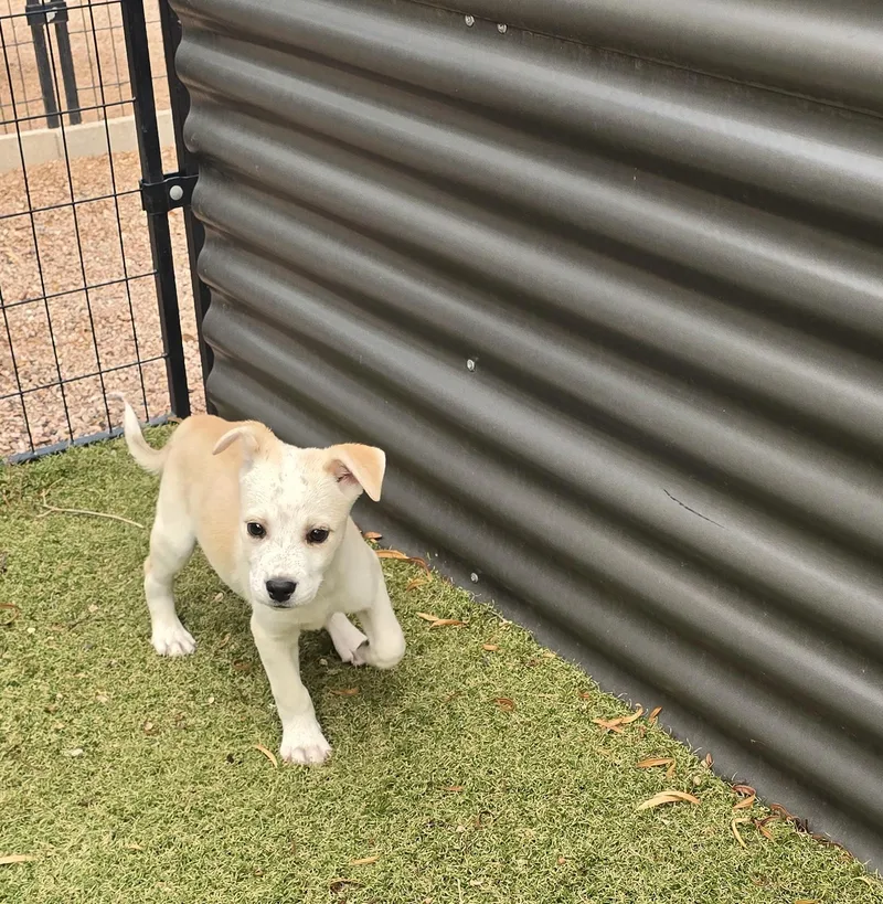 A baby medium-sized male Labrador Retriever dog named Bidziil for adoption in Apache Junction, AZ