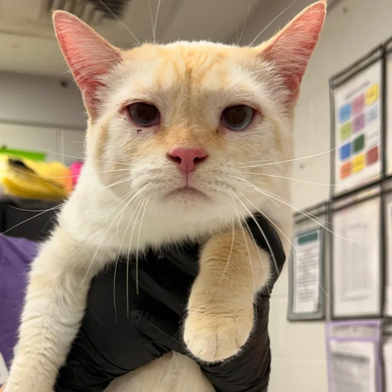Louie