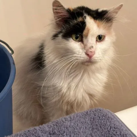 An adult small-sized female Domestic Long Hair cat named Esther C for adoption in Princeton, MN