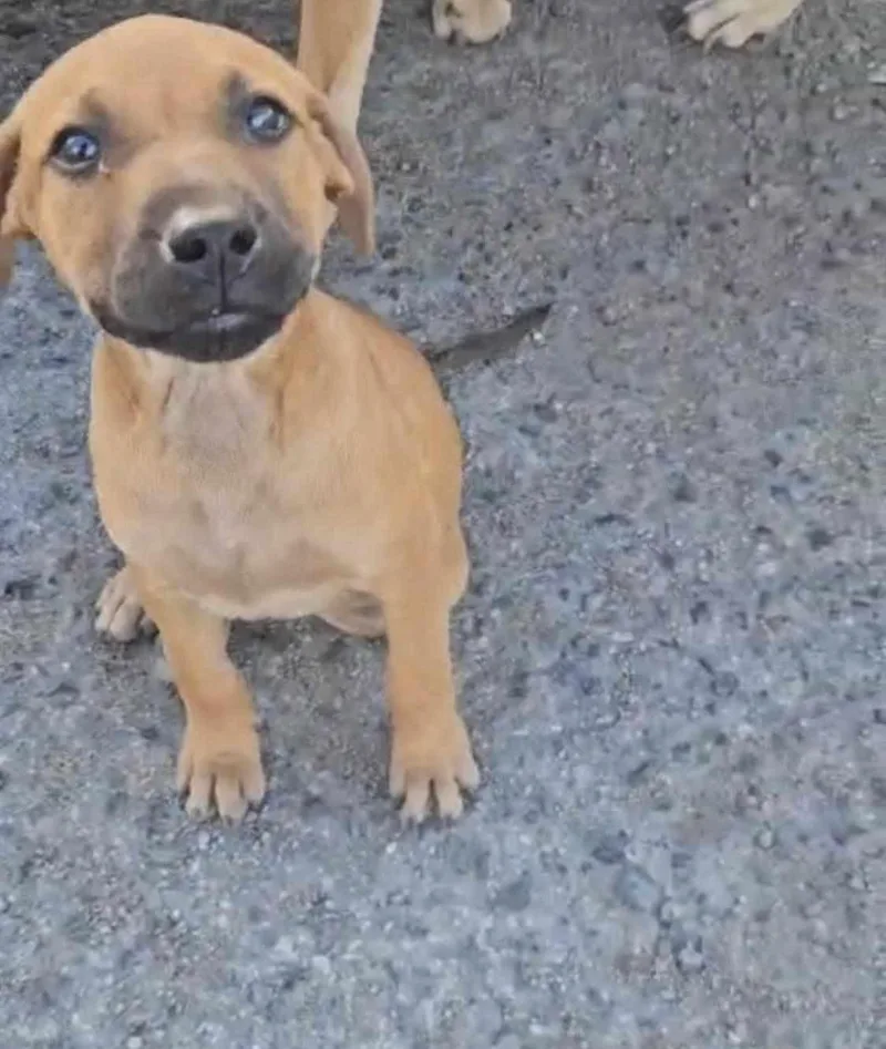 A baby medium-sized female Mixed Breed dog named Abby for adoption in Virginia Beach, VA