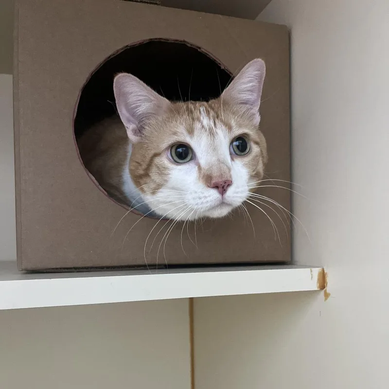 An adult extra large-sized female Orange / Red Domestic Short Hair cat named Sweetie for adoption in Idaho Falls, ID