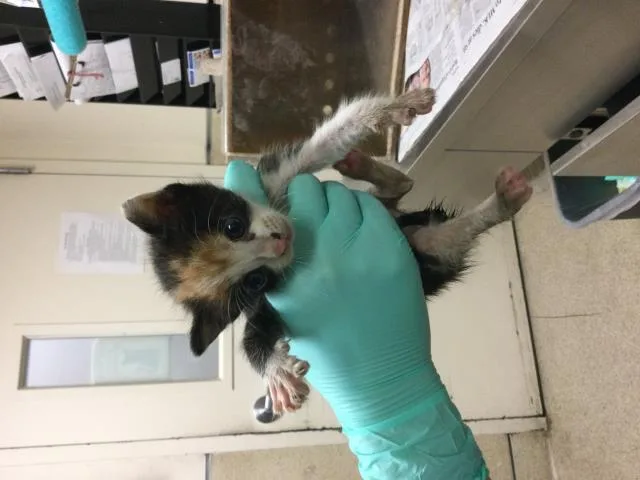 A baby small-sized female Domestic Short Hair cat named Thelma for adoption in Riverside, CA