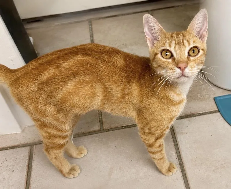 A young medium-sized female Domestic Short Hair cat named Carrot for adoption in Groveland, MA
