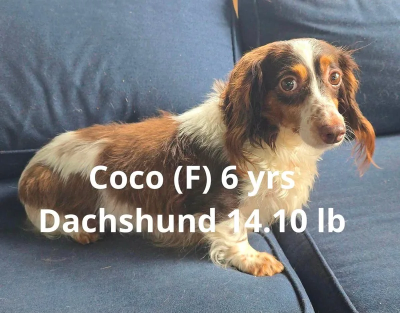 An adult small-sized female Dachshund dog named Coco for adoption in Pomfret Center, CT
