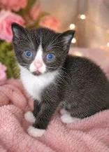 A baby medium-sized male Black Domestic Short Hair cat named Little Richard for adoption in Portsmouth, OH