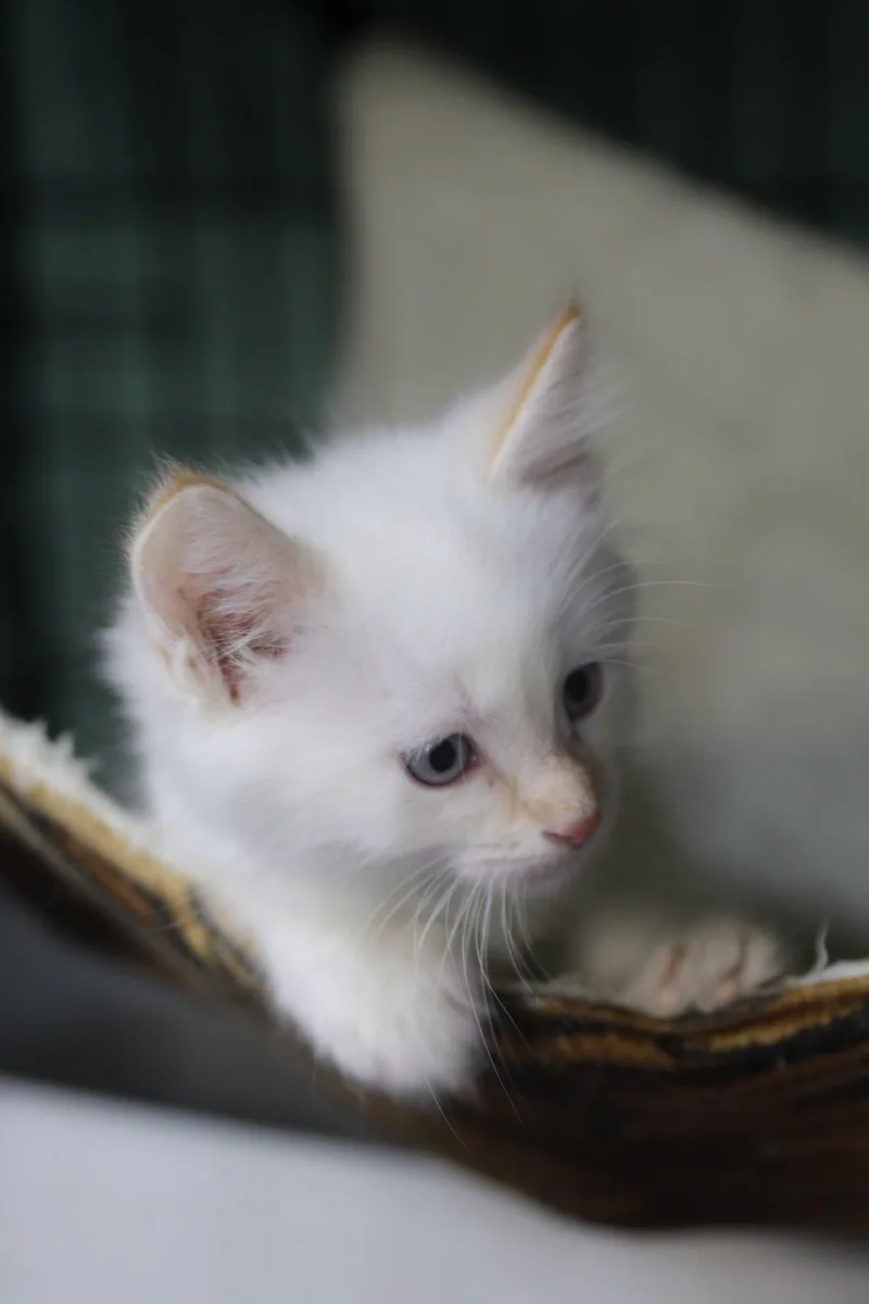 Katsitsi thumbnail 2