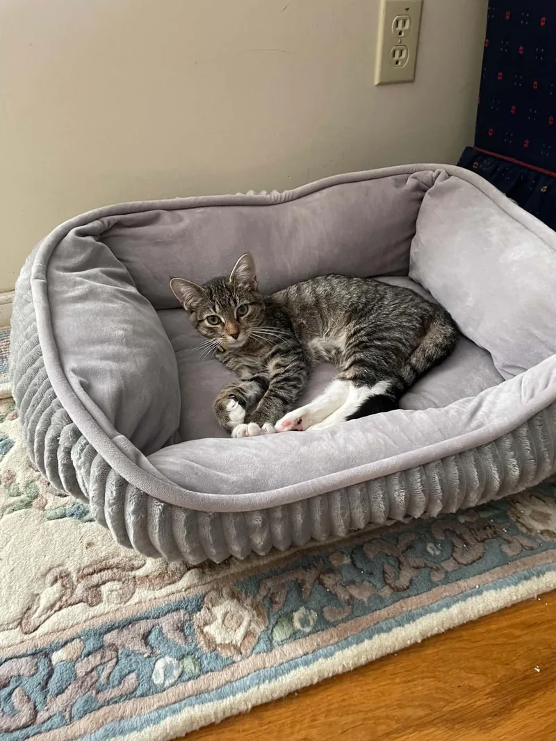 A baby medium-sized female Brown / Chocolate Domestic Short Hair cat named Wednesday for adoption in Ashland, VA