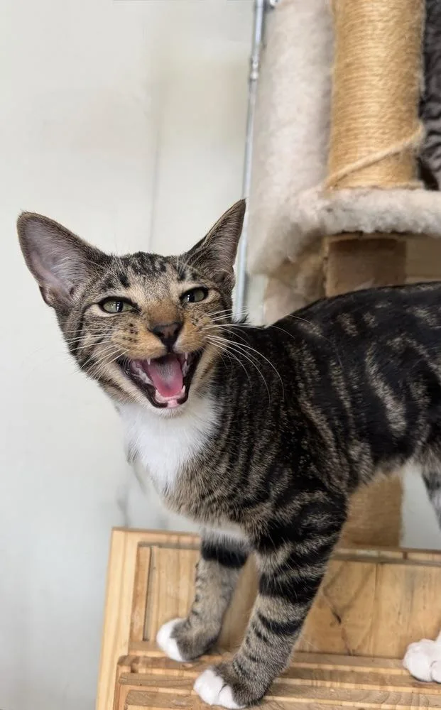 A baby small-sized male Domestic Short Hair cat named Chowda for adoption in Tucson, AZ