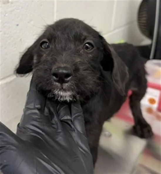 A baby small-sized female Terrier dog named Luciana for adoption in San Bernardino, CA