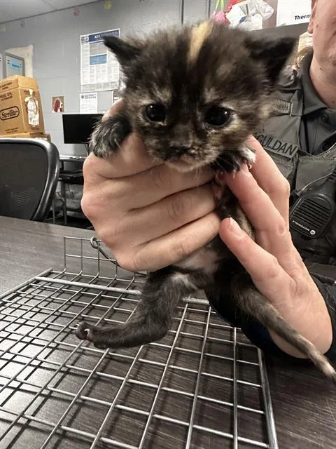 A baby small-sized female Domestic Short Hair cat named Myrtle for adoption in Casper, WY