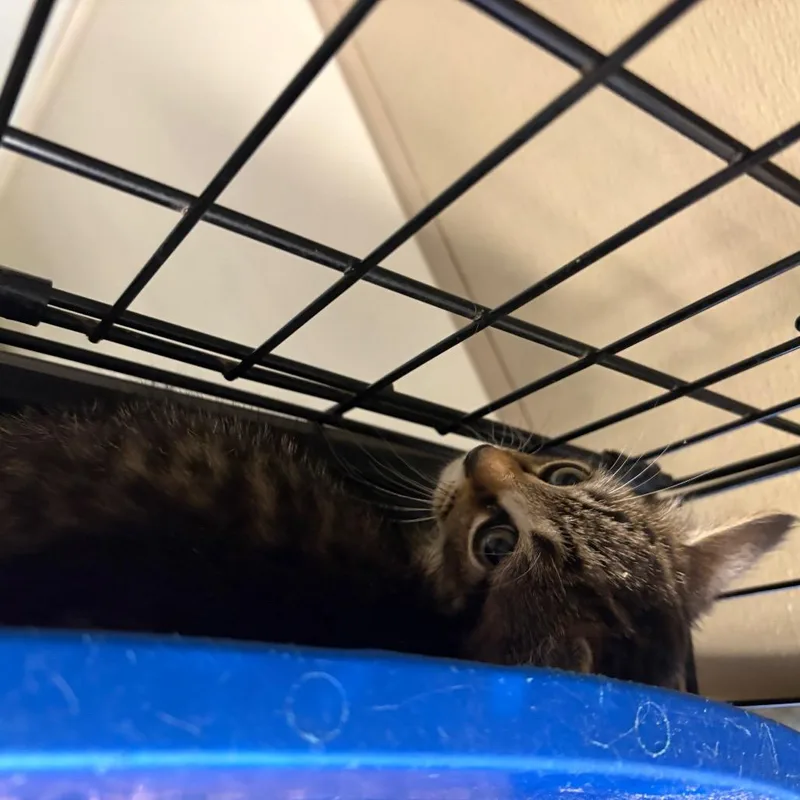 A baby small-sized male Brown / Chocolate Domestic Short Hair cat named Cash for adoption in Pennsville, NJ