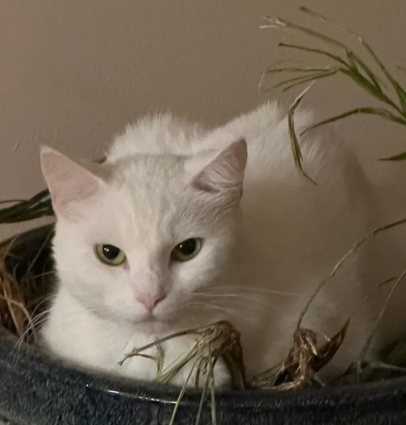 An adult medium-sized female White Domestic Short Hair cat named Momma for adoption in Pompano Beach, FL