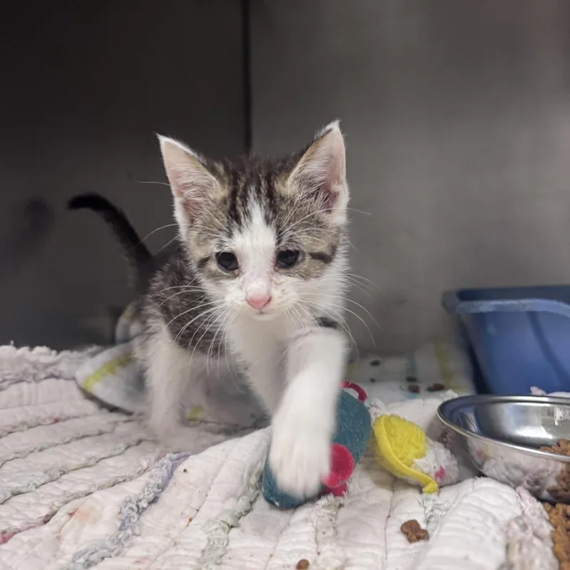 A baby small-sized male Brown / Chocolate Domestic Short Hair cat named Vaporeon for adoption in South Haven, MI