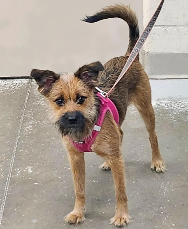 A baby small-sized female Terrier dog named Birdie for adoption in Plover, WI