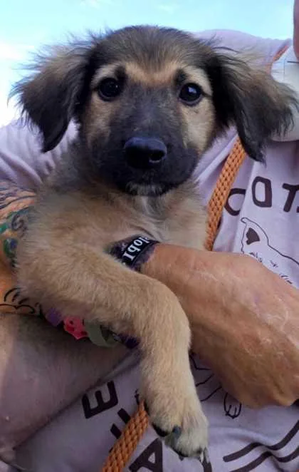 A baby large-sized male Collie dog named Finnegan for adoption in Morton Grove, IL