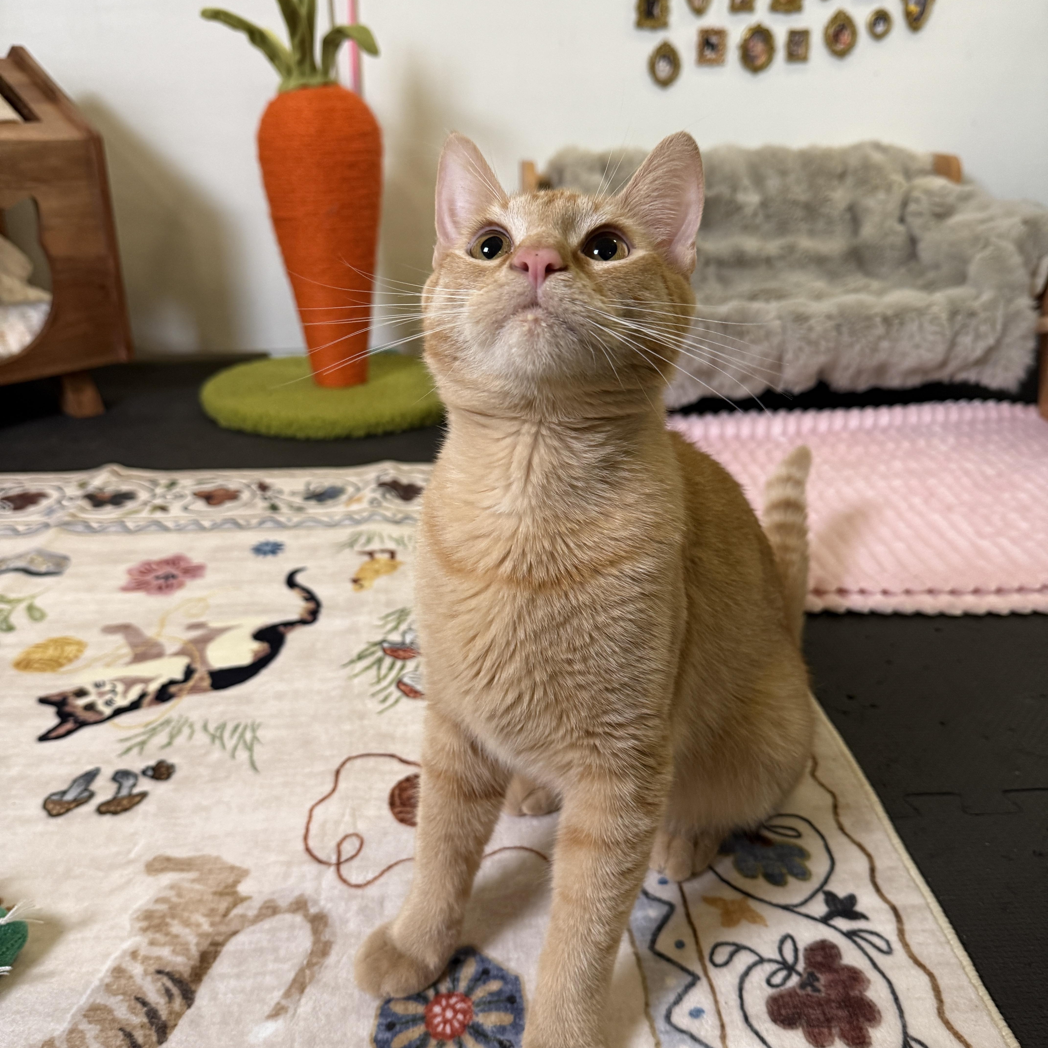 A young medium-sized male Buff & White Domestic Short Hair cat named Marcus for adoption in Columbus, OH