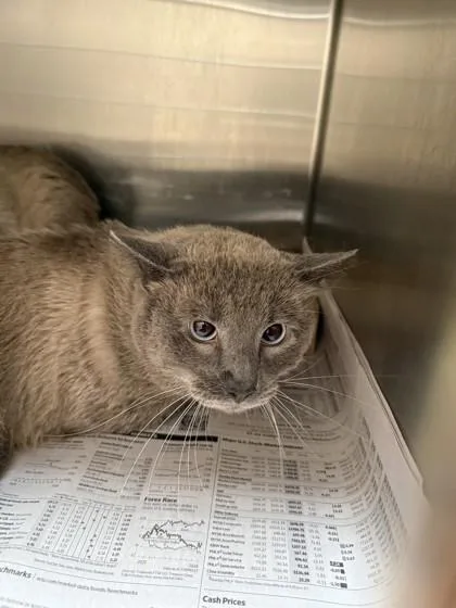 An adult large-sized male Siamese cat named TweedleDum for adoption in North Richland Hills, TX