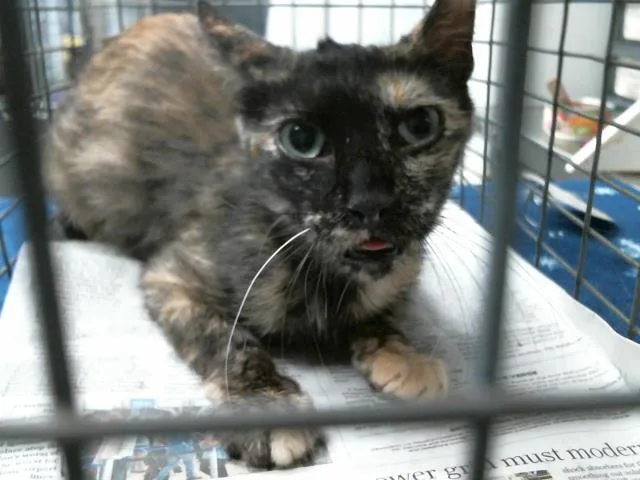 A young medium-sized female Domestic Short Hair cat named A for adoption in Houston, TX