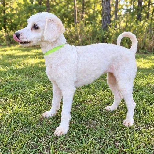 An adult small-sized female White / Cream Maltipoo dog named Princess for adoption in Foley, AL