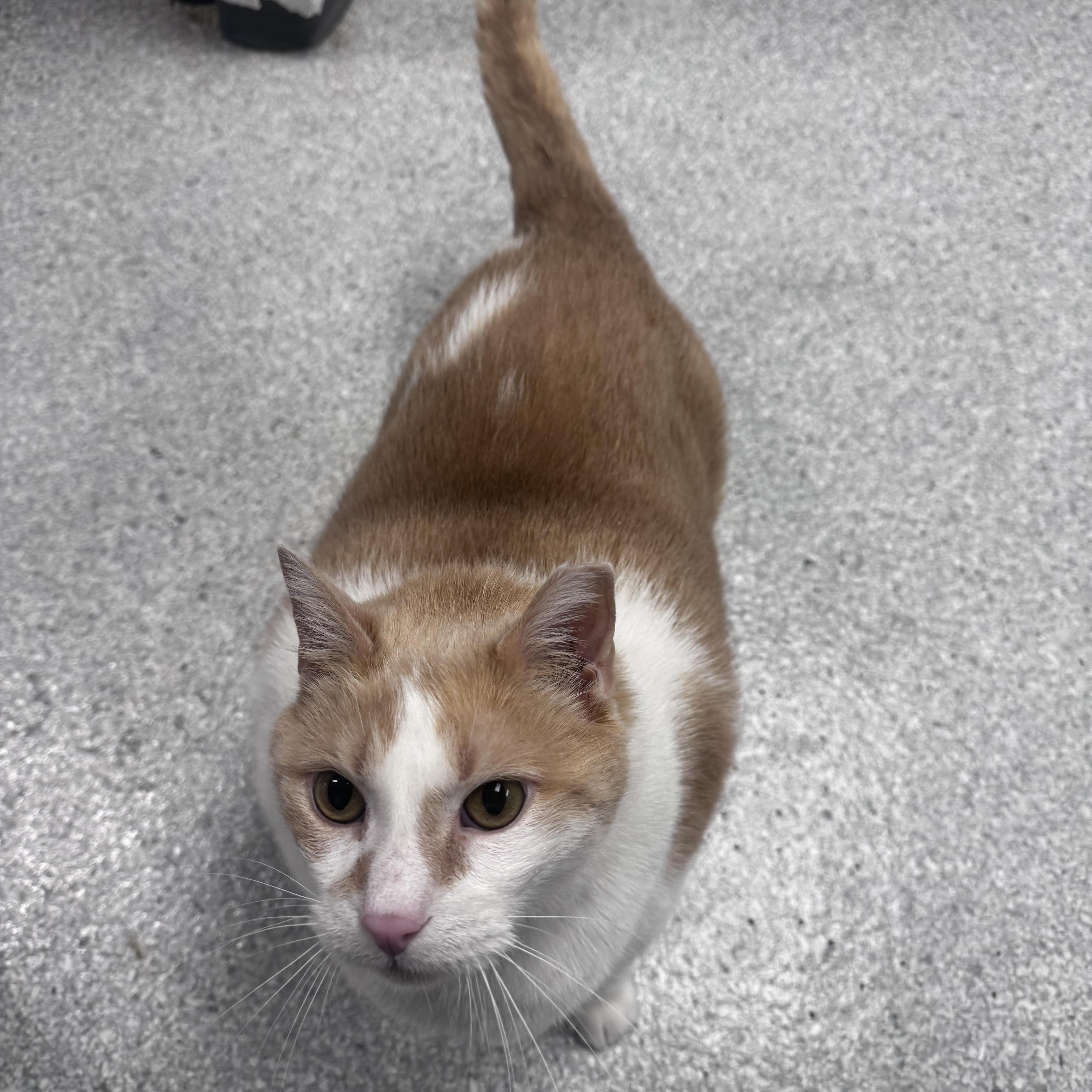 A senior large-sized male Domestic Short Hair cat named Fred for adoption in Pottsville, PA