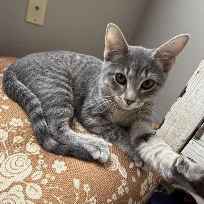 A baby small-sized female Gray / Blue / Silver Domestic Short Hair cat named Denali for adoption in Medina, OH