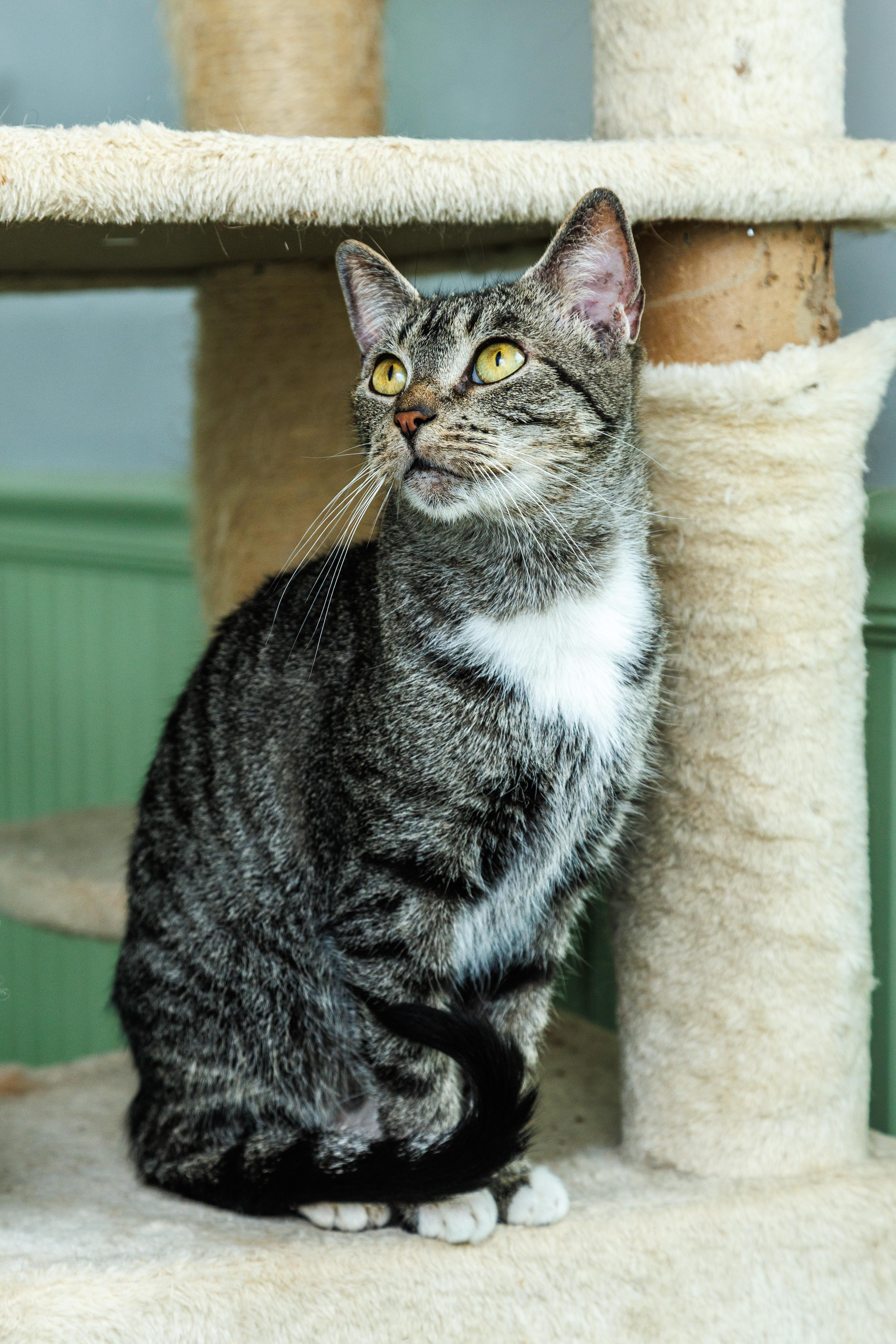 A young medium-sized female Tabby (Gray / Blue / Silver) American Shorthair cat named Aphrodite for adoption in Chester Springs, PA