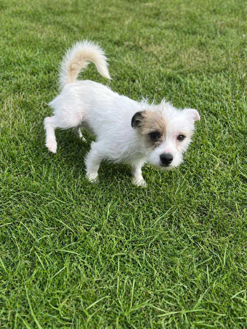 A young medium-sized male White / Cream Terrier dog named Ace for adoption