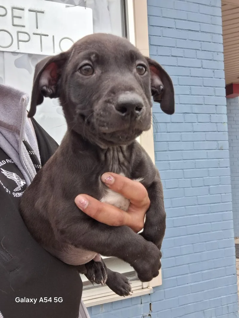 A baby medium-sized male Black Labrador Retriever dog named Bart for adoption in Parma, OH