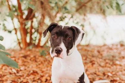 An adult medium-sized male Great Dane dog named A Benson for adoption in North Charleston, SC