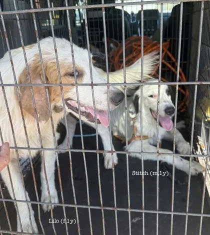 An adult large-sized female English Springer Spaniel dog named Lilo for adoption in Morton Grove, IL