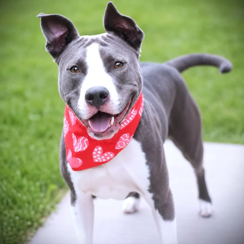 An adult medium-sized female Gray / Blue / Silver Terrier dog named Sadie for adoption in Amsterdam, NY