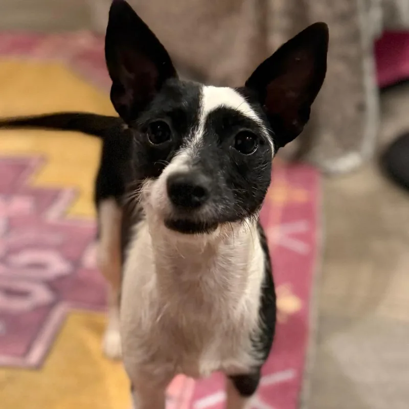 An adult small-sized female Rat Terrier dog named Jasmine for adoption in Daphne, AL