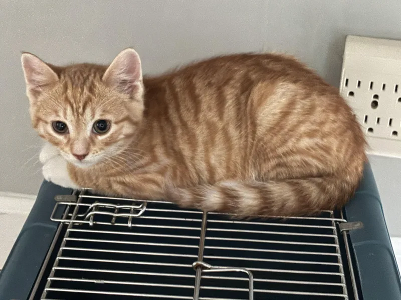 A baby small-sized male Tabby (Orange / Red) Domestic Short Hair cat named Mango for adoption in Warminster, PA