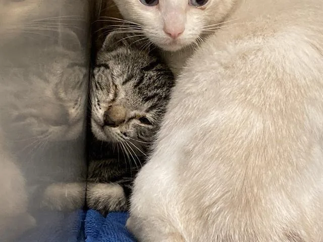 A baby small-sized female Domestic Short Hair cat named Tabby for adoption in Tustin, CA
