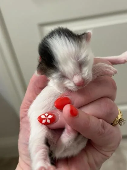 A baby small-sized female Domestic Medium Hair cat named Dulce for adoption in Fort Worth, TX
