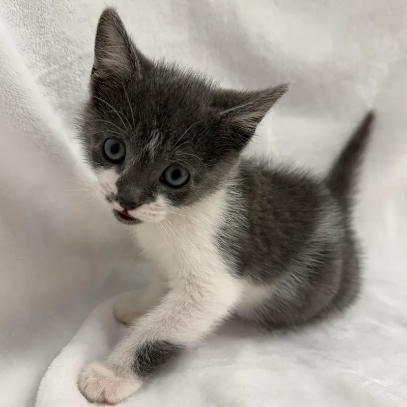 A baby medium-sized male Gray & White Domestic Short Hair cat named Ronnie for adoption in Greensboro, NC
