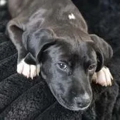 A baby medium-sized male Black Labrador Retriever dog named Loki for adoption in Liverpool, TX