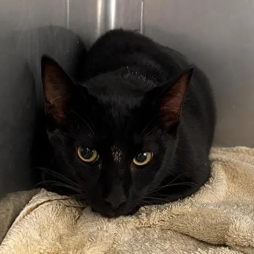 A young medium-sized male Black Domestic Short Hair cat named Theodore for adoption in Hawthorne, CA