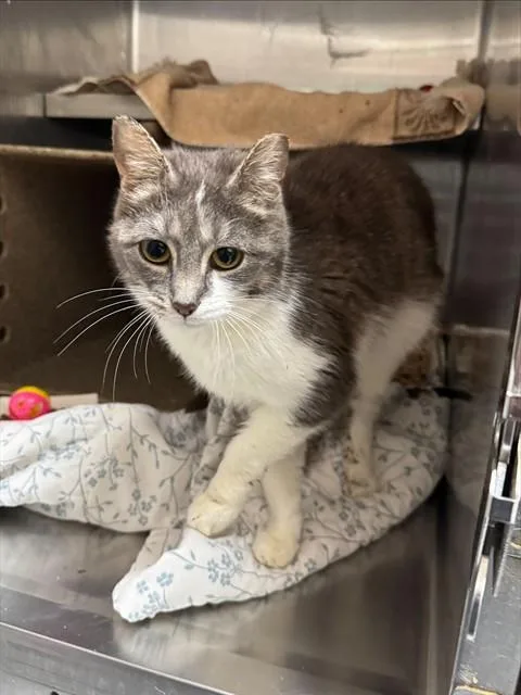 An adult small-sized female Domestic Short Hair cat named Brianna for adoption in Louisville, KY