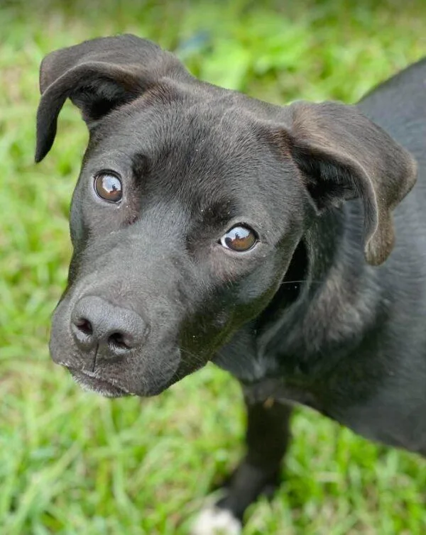 A young medium-sized female Black Labrador Retriever dog named AC "Peaches" for adoption in Conyers, GA