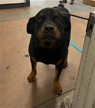 An adult large-sized male Rottweiler dog named Dexter for adoption in Van Nuys, CA
