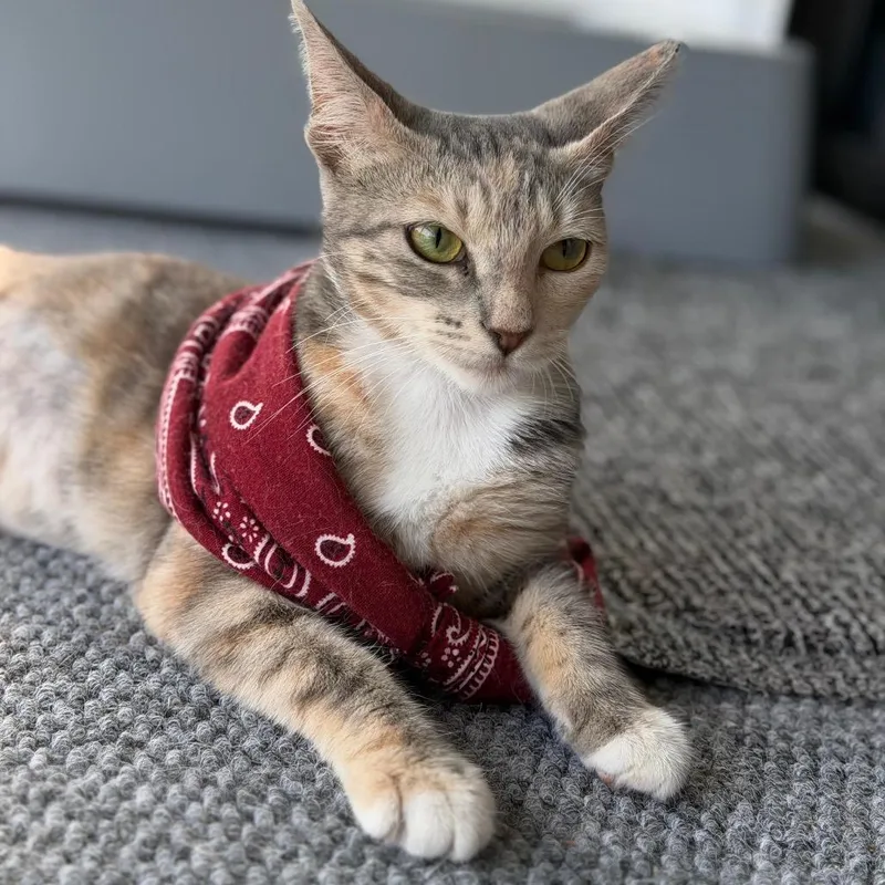A young small-sized female Calico Domestic Short Hair cat named Dulce for adoption in Hamburg, NY