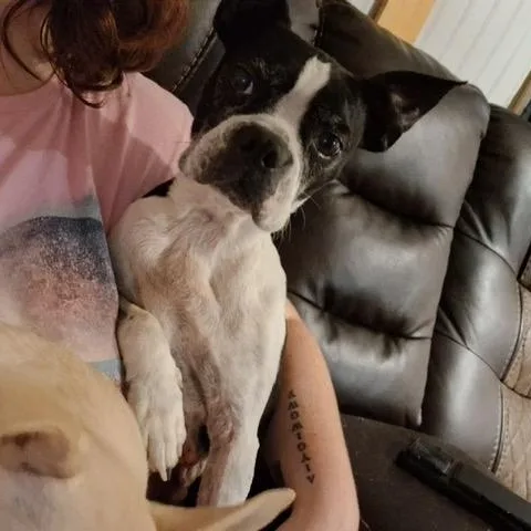 An adult small-sized female Boston Terrier dog named Yin for adoption in Danbury, CT
