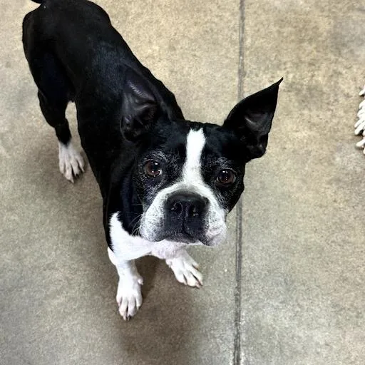 Yin thumbnail 2