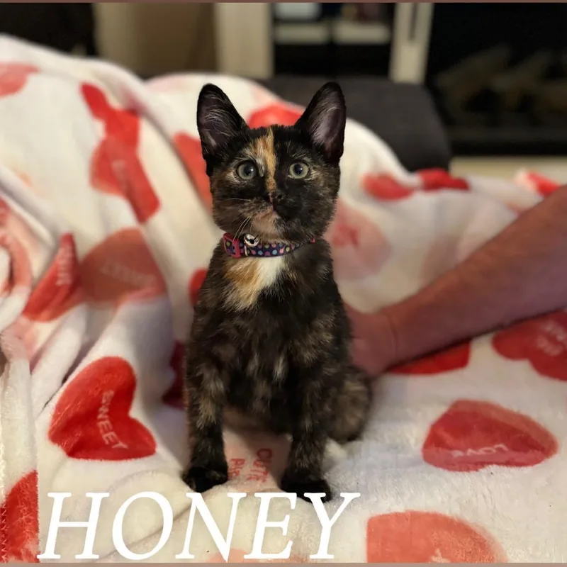 A baby small-sized female Tortoiseshell Domestic Short Hair cat named Honey for adoption in Springfield, IL