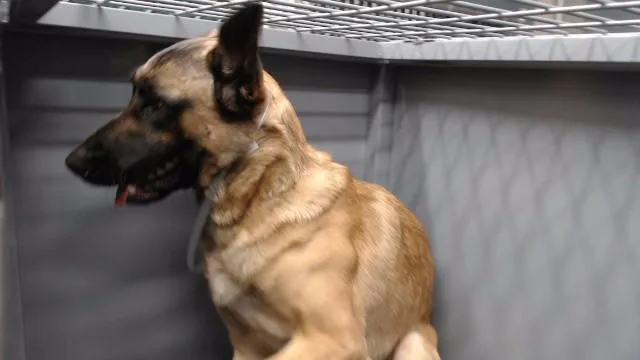 A young medium-sized male Belgian Shepherd / Malinois dog named Apollo for adoption in Downey, CA