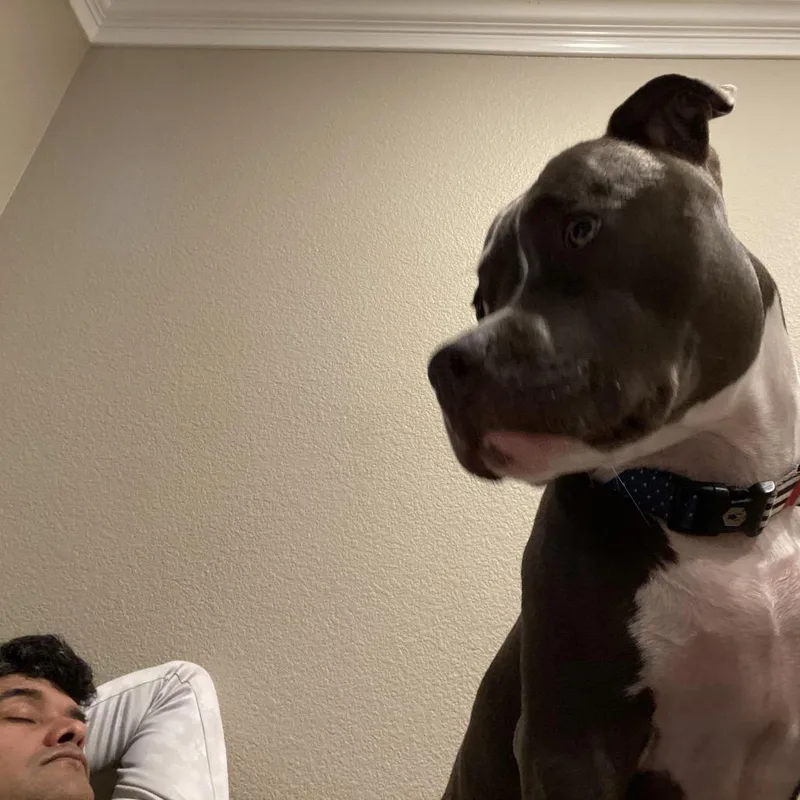 An adult large-sized male Black Pit Bull Terrier dog named Nugget for adoption in Dallas, TX