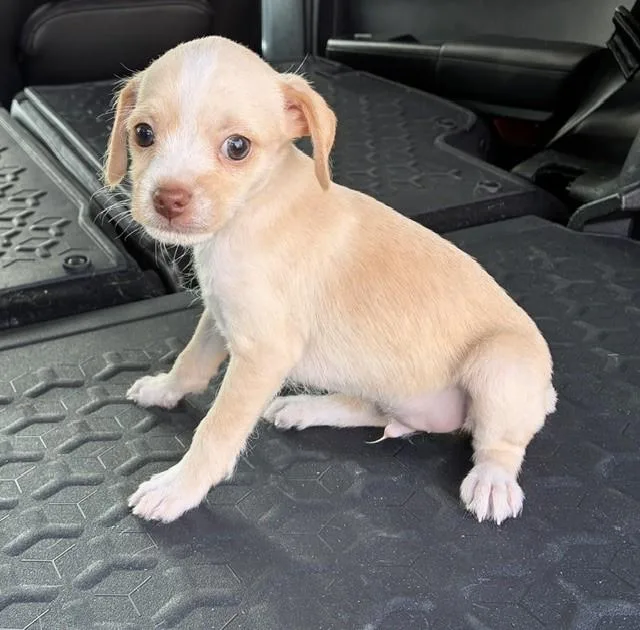 Peanut