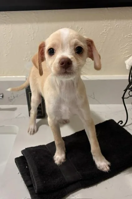 Peanut thumbnail 2